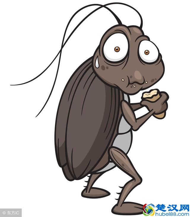 光用药是灭不完家里蟑螂的，教你一个办法轻松消灭它！