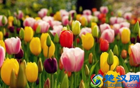 世界各国国花都是啥？哪个国家的是仙人掌？玫瑰花又是哪个国家的