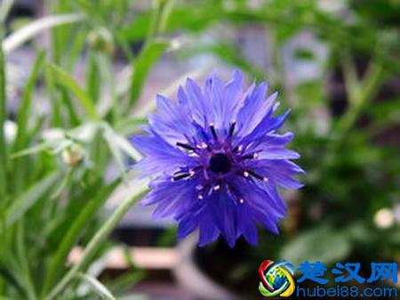 世界各国国花都是啥？哪个国家的是仙人掌？玫瑰花又是哪个国家的