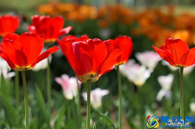 教您如何妙招清洗膏药印记