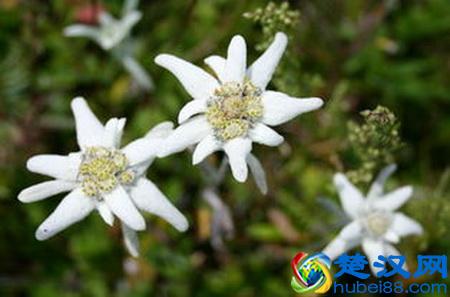 世界各国国花都是啥？哪个国家的是仙人掌？玫瑰花又是哪个国家的