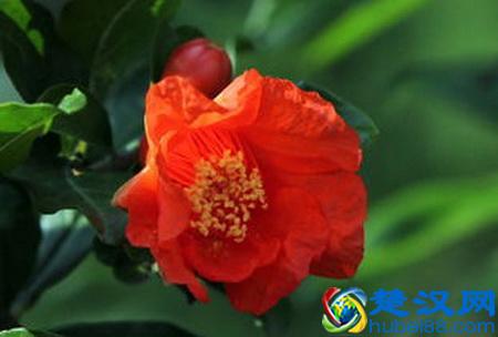 世界各国国花都是啥？哪个国家的是仙人掌？玫瑰花又是哪个国家的