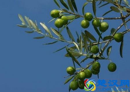 世界各国国花都是啥？哪个国家的是仙人掌？玫瑰花又是哪个国家的