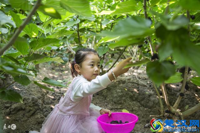你可曾喝过“世界五大酒类”中的紫酒？