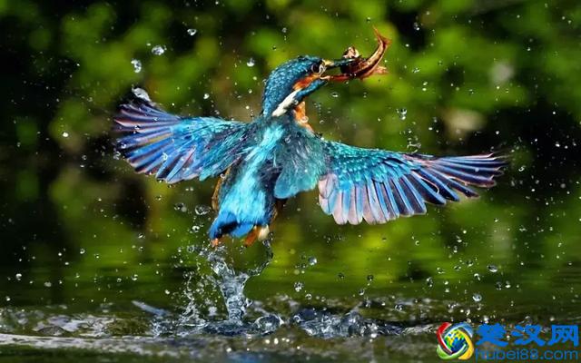 花丝点翠—后宫嫔妃头上的饰品