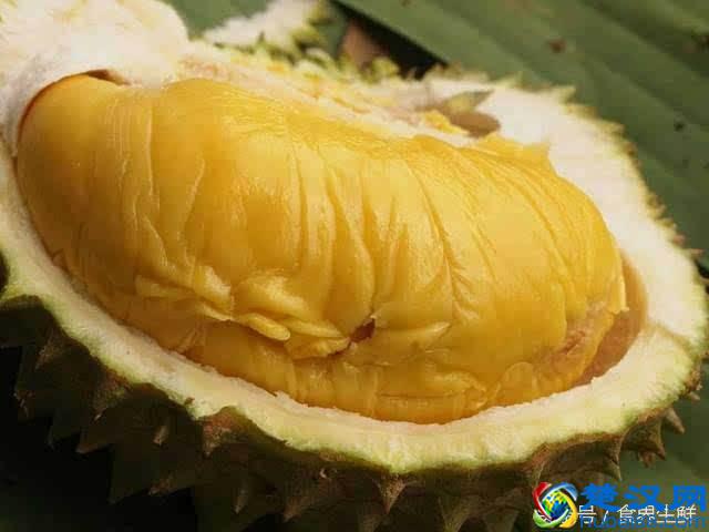 猫山王榴莲为何备受关注，影响力来自哪里？