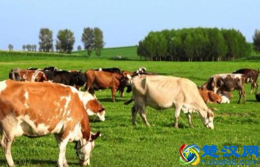 在农村投资十万，做什么生意能月入两万呢？听听过来人的建议