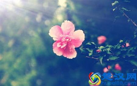 世界各国国花都是啥？哪个国家的是仙人掌？玫瑰花又是哪个国家的