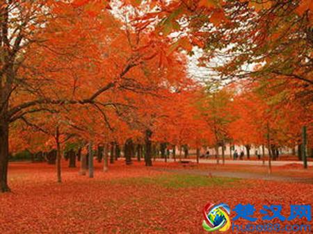 世界各国国花都是啥？哪个国家的是仙人掌？玫瑰花又是哪个国家的