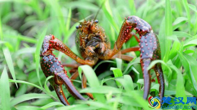 别走弯路了，今年养殖这十种动物“钱景最好”