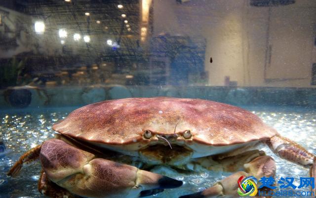 别走弯路了，今年养殖这十种动物“钱景最好”