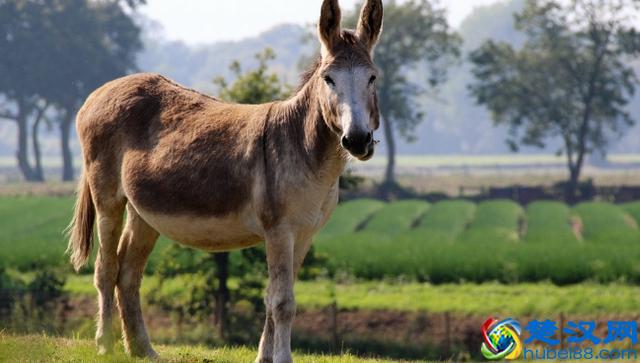 别走弯路了，今年养殖这十种动物“钱景最好”