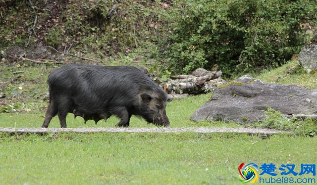 别走弯路了，今年养殖这十种动物“钱景最好”