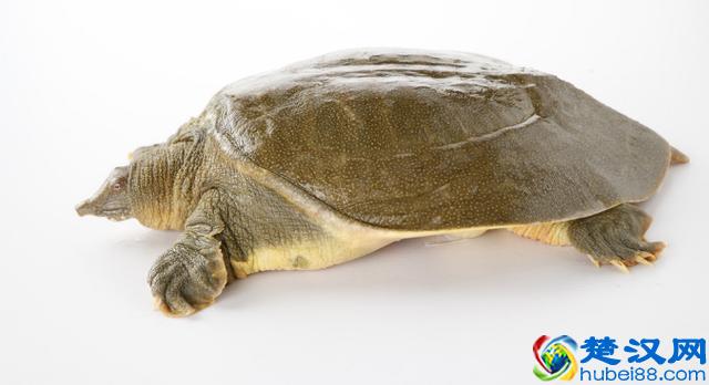 别走弯路了，今年养殖这十种动物“钱景最好”