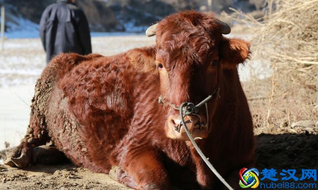 别走弯路了，今年养殖这十种动物“钱景最好”