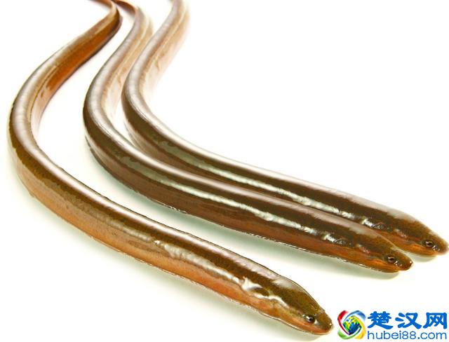 别走弯路了，今年养殖这十种动物“钱景最好”