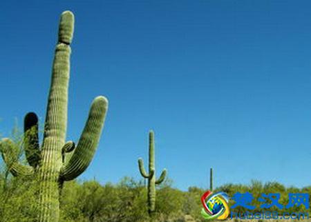 世界各国国花都是啥？哪个国家的是仙人掌？玫瑰花又是哪个国家的