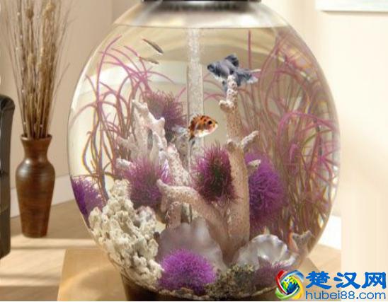 养鱼风水有哪些讲究？家居养鱼风水知识