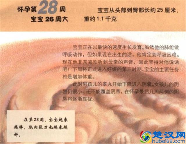 育儿说：怀孕周期怎么算？28周算7个月吗？