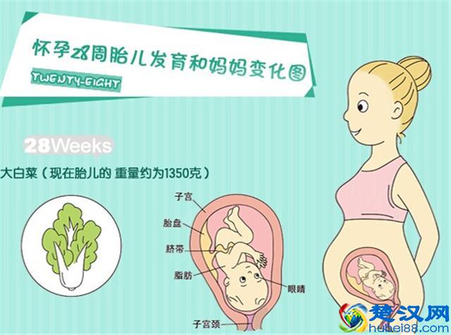 育儿说：怀孕周期怎么算？28周算7个月吗？