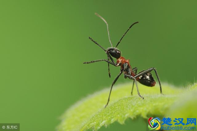 被蚂蚁咬了，就要注意这2点，别不当一回事