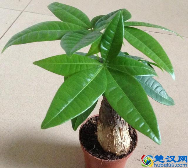 冬天发财树怎么养？注意这几点，让它叶子油亮有光泽！