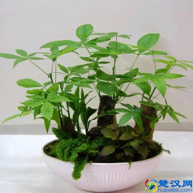 冬天发财树怎么养？注意这几点，让它叶子油亮有光泽！