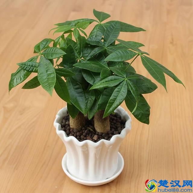 冬天发财树怎么养？注意这几点，让它叶子油亮有光泽！