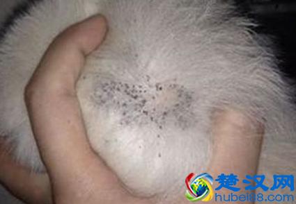 宠物狗感染跳蚤，这些小绝招，让你轻松快速的解决这场战斗