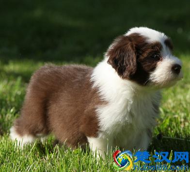 宠物狗感染跳蚤，这些小绝招，让你轻松快速的解决这场战斗