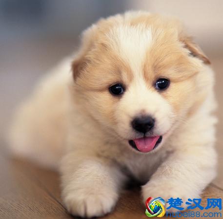 宠物狗感染跳蚤，这些小绝招，让你轻松快速的解决这场战斗