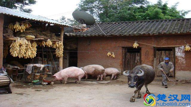 在农村这三种养殖最赚钱，但是它们都有一个共同的特点，你知道吗