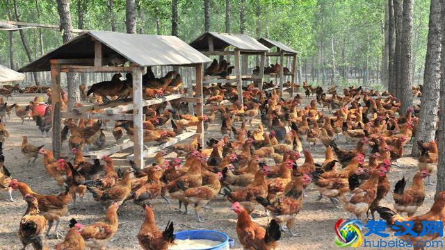 在农村这三种养殖最赚钱，但是它们都有一个共同的特点，你知道吗