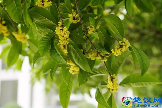 美丽会东·荐读｜丹桂飘香时