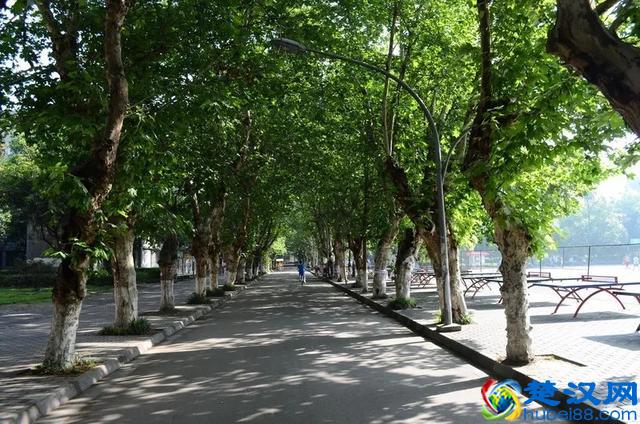 美丽会东·荐读｜丹桂飘香时