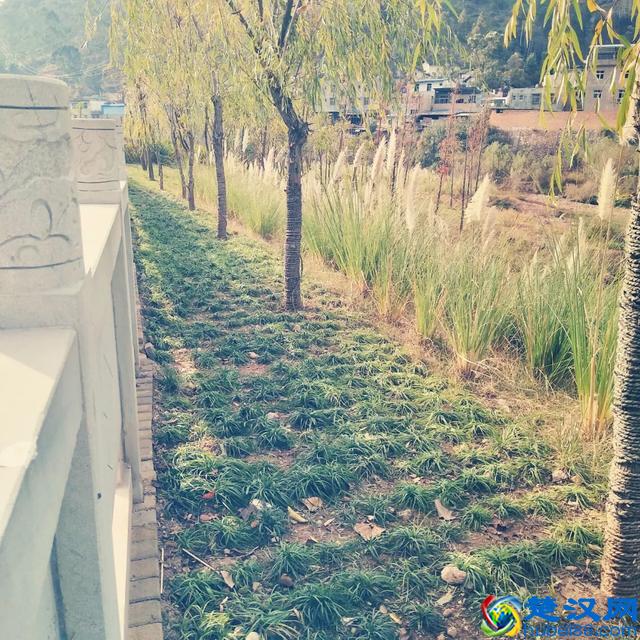 美丽会东·荐读｜丹桂飘香时