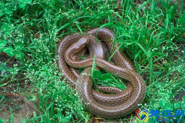 夏天头发染什么发色显得白？这些棕色系发色，染完显白还显发质好