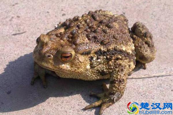 您的分红到帐了吗？