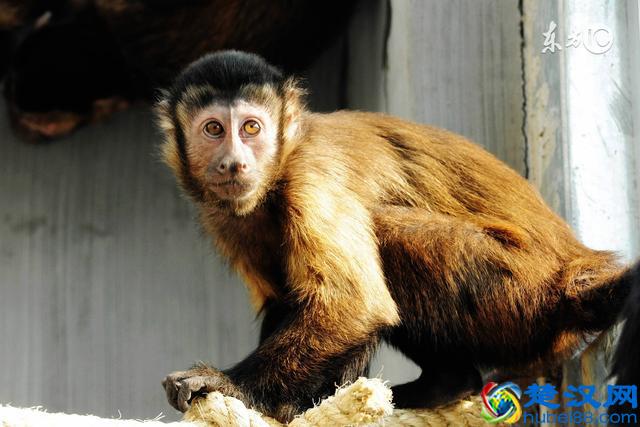 什么是赤潮？赤潮为什么会影响吃海鲜？