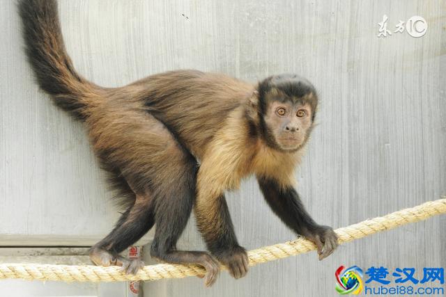 什么是赤潮？赤潮为什么会影响吃海鲜？