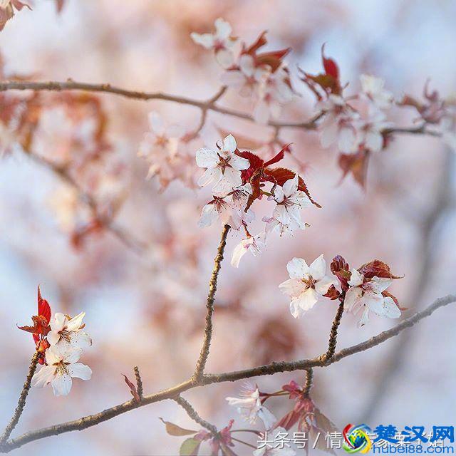 碘酒、碘伏、酒精，3种消毒药有什么区别？医生终于说了大实话！