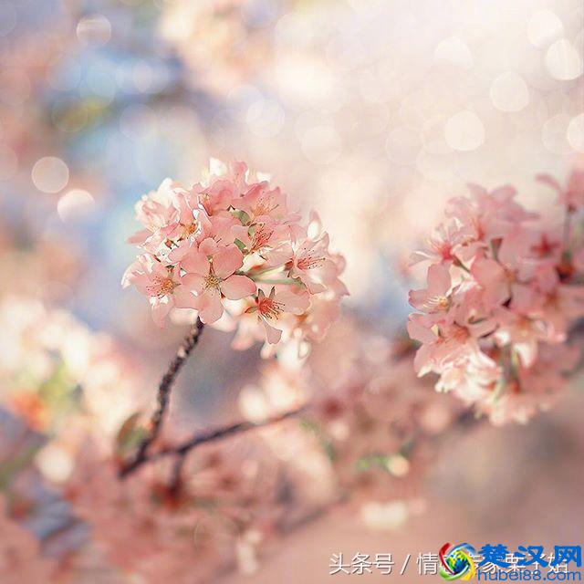 古诗词中的意象，知多少？