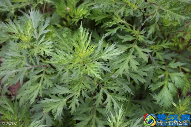 什么凡士林最好用 真正白菜还好用的东西在这里