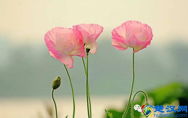 美|五月开在苏州的花