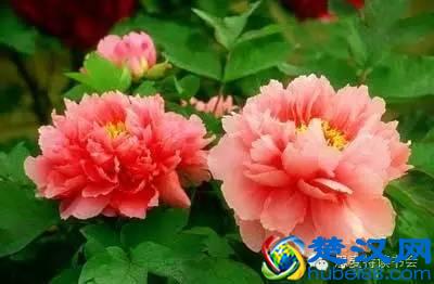 美|五月开在苏州的花