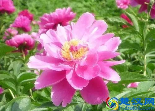 美|五月开在苏州的花