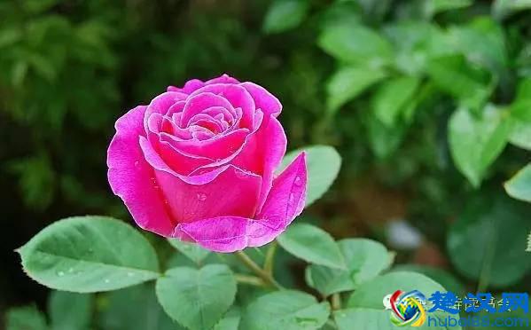 美|五月开在苏州的花