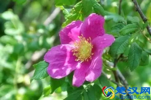 美|五月开在苏州的花