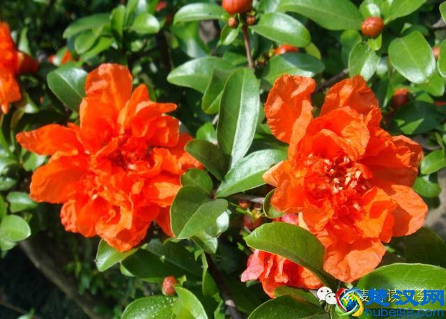 美|五月开在苏州的花