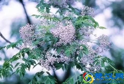 美|五月开在苏州的花